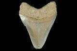 Serrated, Fossil Megalodon Tooth - Aurora, North Carolina #179735-2